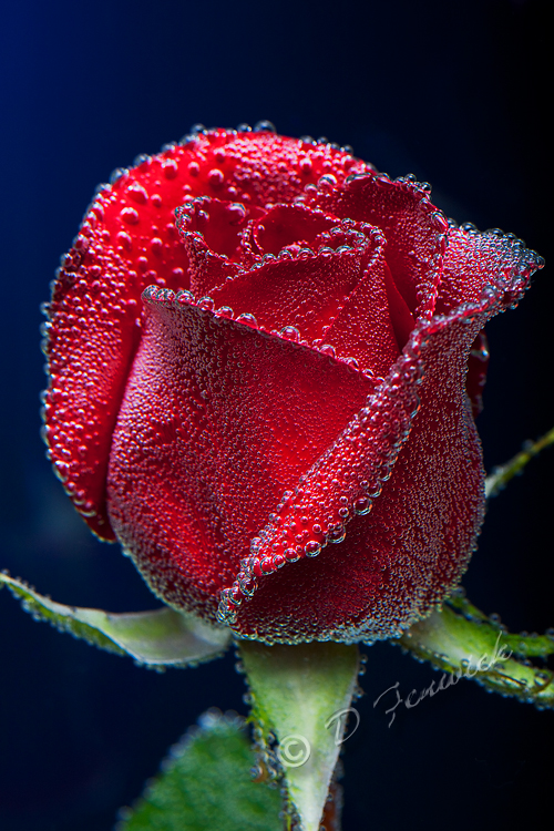Rose in water with blue background